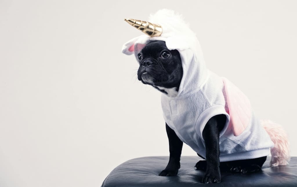 small black dog in a unicorn costume