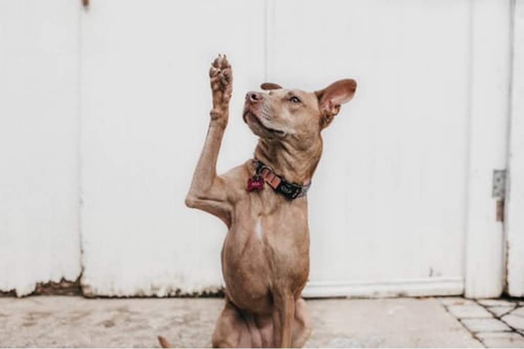 dog with his paws up