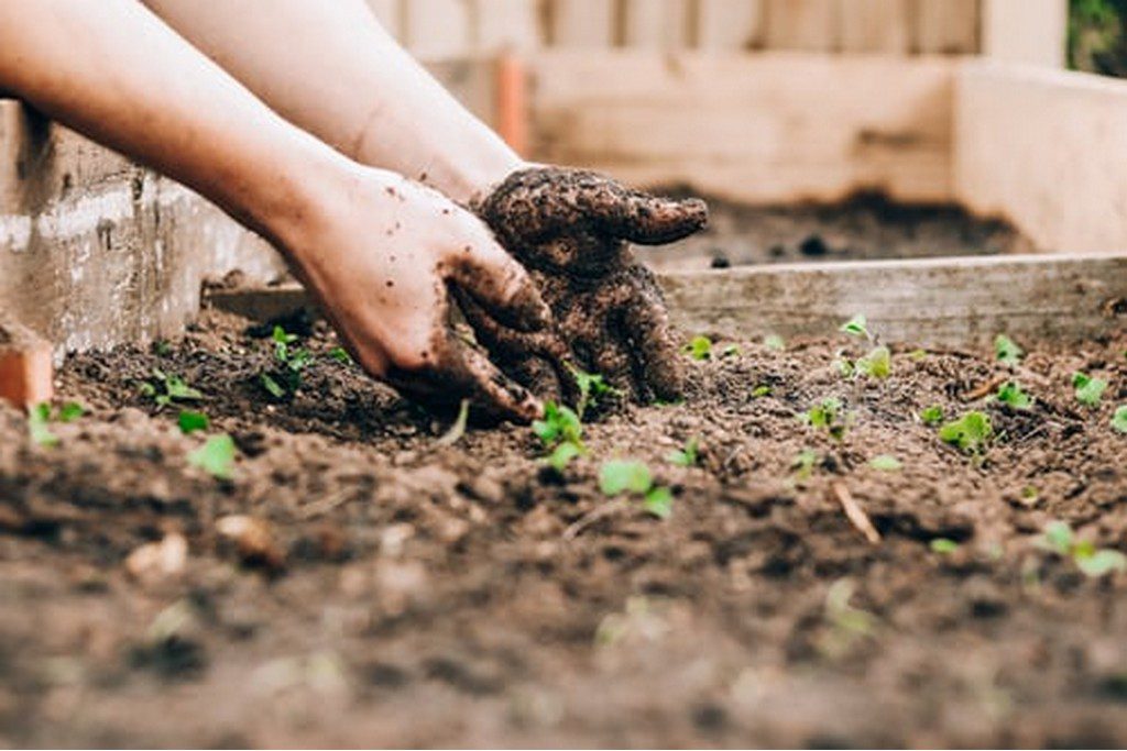 planting plants