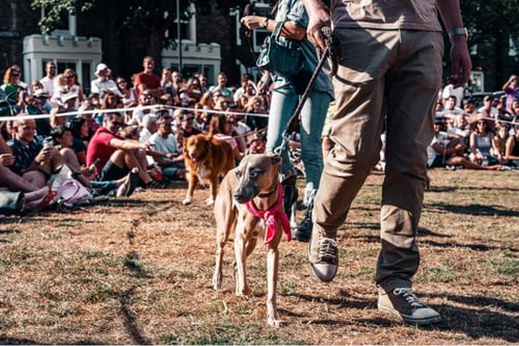 dog and owner walking