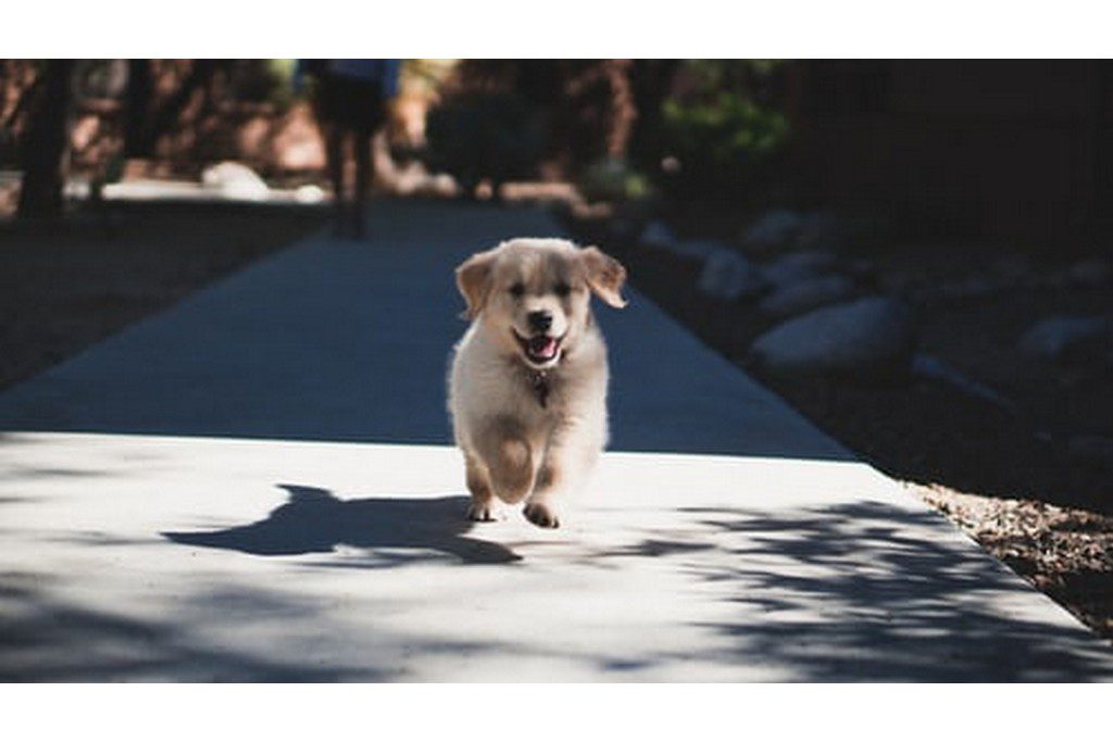 dog walking down the street