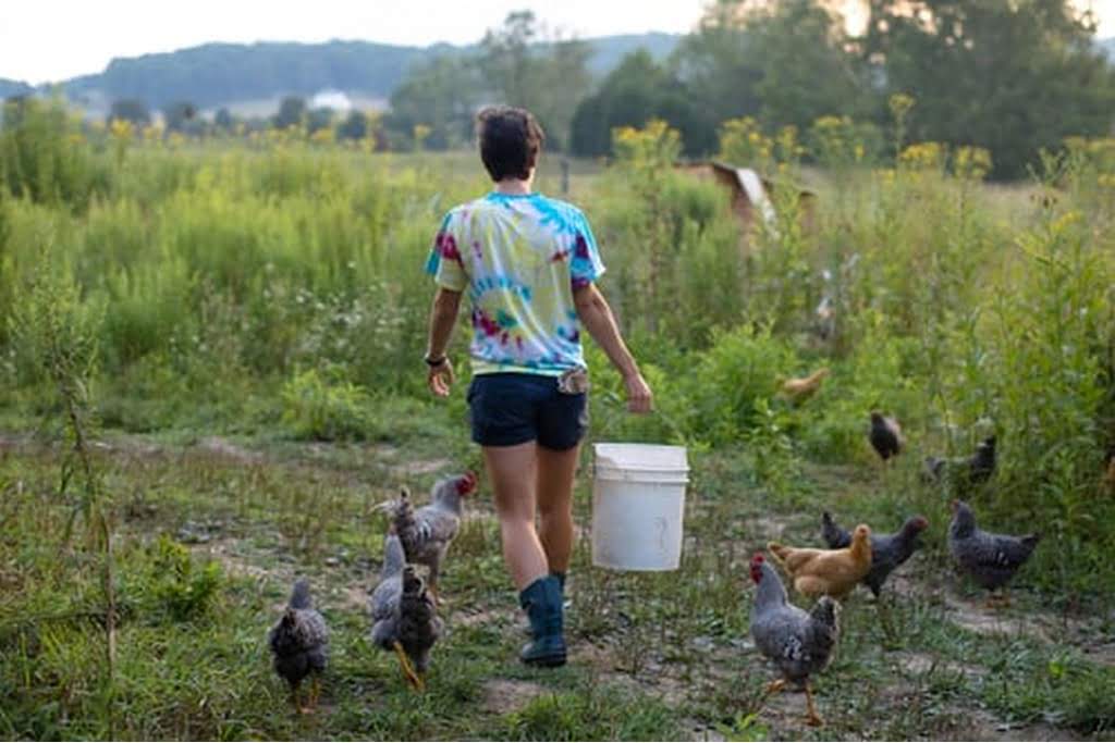 kid in a field with animals