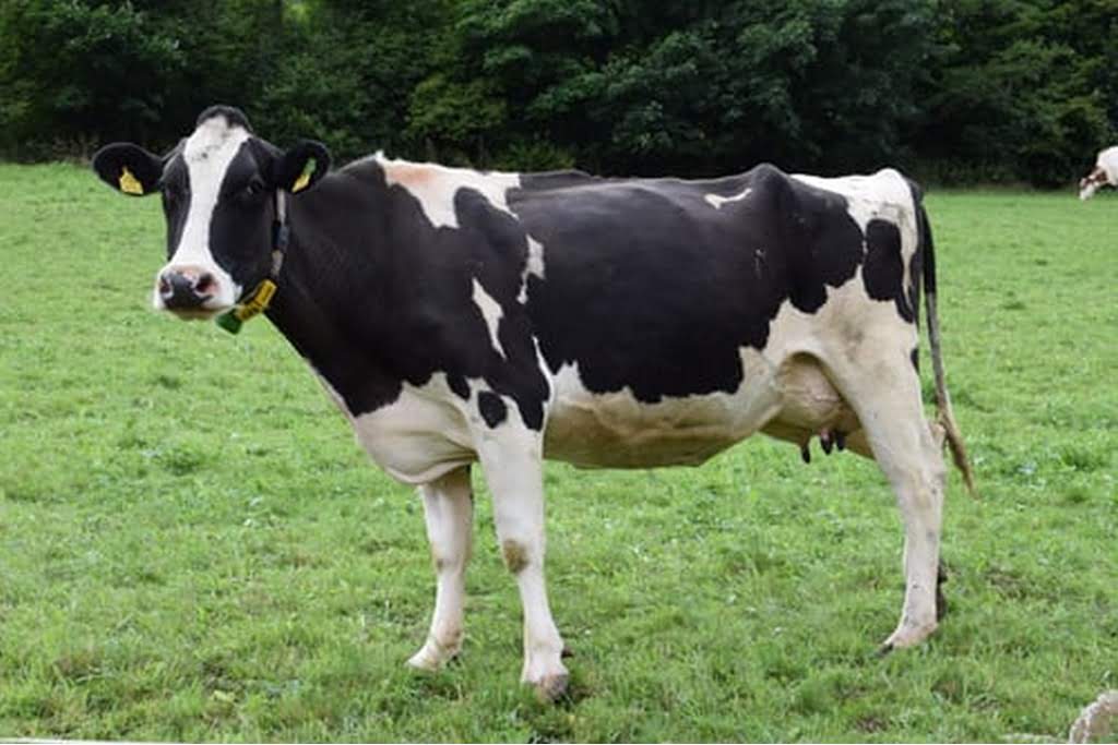 cow in field