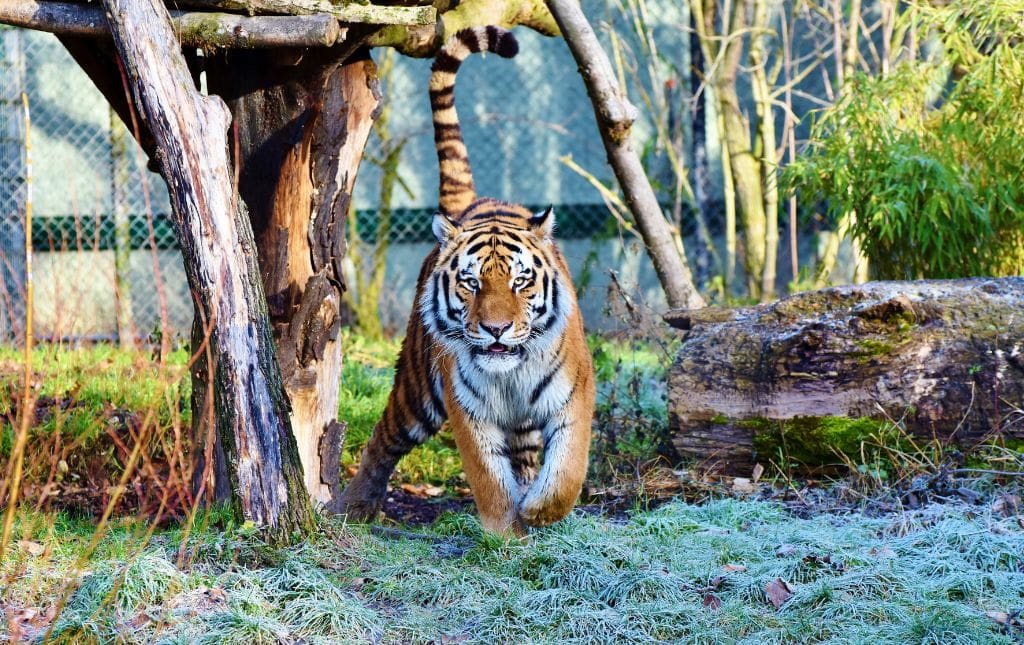 Tiger in a zoo